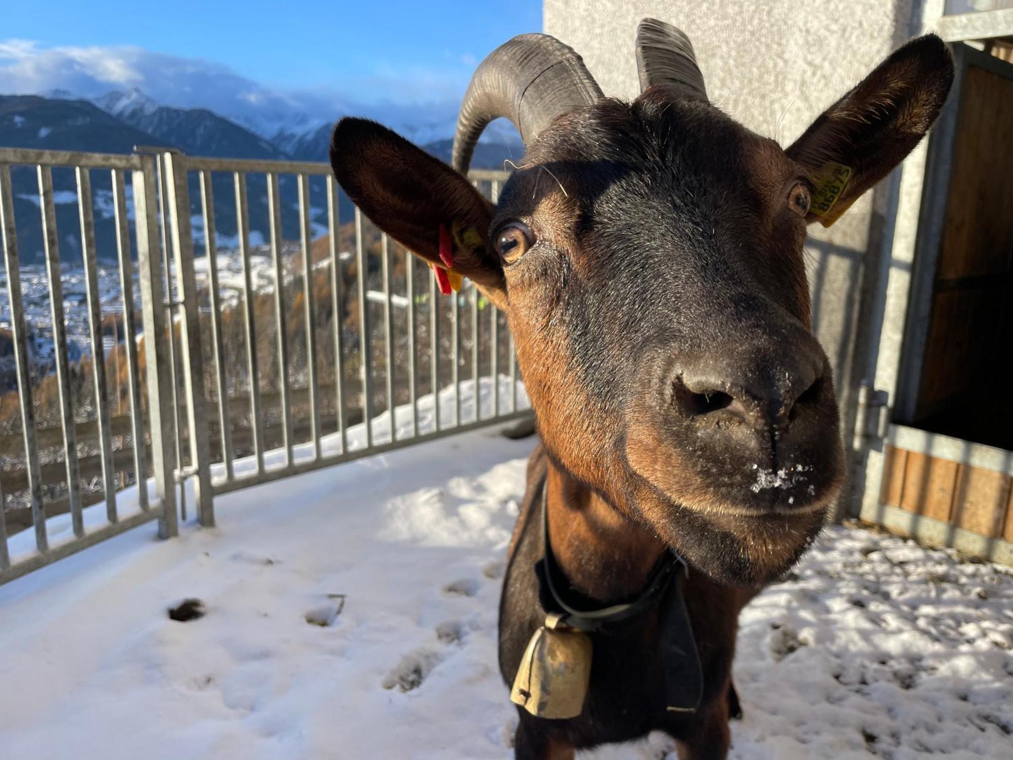 Schallerhof Sterzing - Deine Auszeit Mit Ausblick In Unseren Ferienwohnungen Auf Dem Bergbauernhof In Suedtirol Экстерьер фото